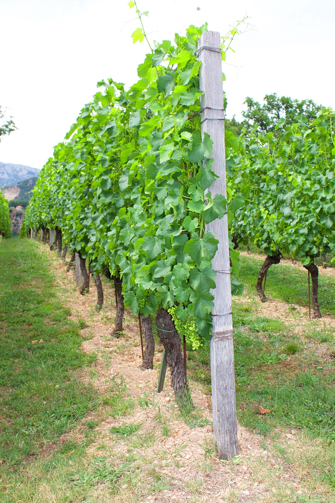 Savina winery