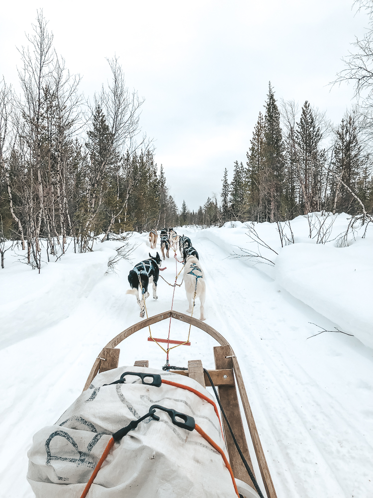 Lapland Sleddog Adventures